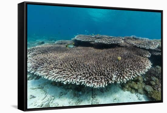 Underwater Reef System on Pink Sand Beach, Komodo National Park, Komodo Island, Indonesia-Michael Nolan-Framed Stretched Canvas