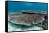 Underwater Reef System on Pink Sand Beach, Komodo National Park, Komodo Island, Indonesia-Michael Nolan-Framed Stretched Canvas