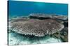 Underwater Reef System on Pink Sand Beach, Komodo National Park, Komodo Island, Indonesia-Michael Nolan-Stretched Canvas