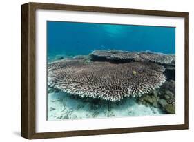 Underwater Reef System on Pink Sand Beach, Komodo National Park, Komodo Island, Indonesia-Michael Nolan-Framed Photographic Print