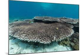 Underwater Reef System on Pink Sand Beach, Komodo National Park, Komodo Island, Indonesia-Michael Nolan-Mounted Photographic Print