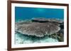 Underwater Reef System on Pink Sand Beach, Komodo National Park, Komodo Island, Indonesia-Michael Nolan-Framed Photographic Print