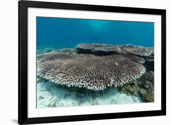 Underwater Reef System on Pink Sand Beach, Komodo National Park, Komodo Island, Indonesia-Michael Nolan-Framed Photographic Print