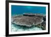 Underwater Reef System on Pink Sand Beach, Komodo National Park, Komodo Island, Indonesia-Michael Nolan-Framed Photographic Print