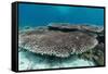 Underwater Reef System on Pink Sand Beach, Komodo National Park, Komodo Island, Indonesia-Michael Nolan-Framed Stretched Canvas
