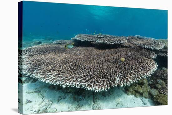 Underwater Reef System on Pink Sand Beach, Komodo National Park, Komodo Island, Indonesia-Michael Nolan-Stretched Canvas