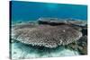 Underwater Reef System on Pink Sand Beach, Komodo National Park, Komodo Island, Indonesia-Michael Nolan-Stretched Canvas