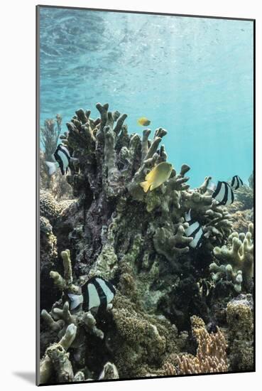 Underwater Reef System on Pink Sand Beach, Komodo National Park, Komodo Island, Indonesia-Michael Nolan-Mounted Photographic Print