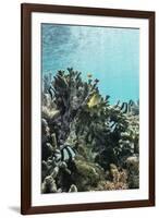 Underwater Reef System on Pink Sand Beach, Komodo National Park, Komodo Island, Indonesia-Michael Nolan-Framed Photographic Print