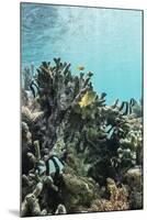 Underwater Reef System on Pink Sand Beach, Komodo National Park, Komodo Island, Indonesia-Michael Nolan-Mounted Photographic Print