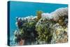 Underwater Reef System on Pink Sand Beach, Komodo National Park, Komodo Island, Indonesia-Michael Nolan-Stretched Canvas