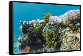 Underwater Reef System on Pink Sand Beach, Komodo National Park, Komodo Island, Indonesia-Michael Nolan-Framed Stretched Canvas