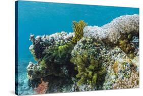 Underwater Reef System on Pink Sand Beach, Komodo National Park, Komodo Island, Indonesia-Michael Nolan-Stretched Canvas