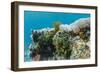 Underwater Reef System on Pink Sand Beach, Komodo National Park, Komodo Island, Indonesia-Michael Nolan-Framed Photographic Print