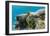 Underwater Reef System on Pink Sand Beach, Komodo National Park, Komodo Island, Indonesia-Michael Nolan-Framed Photographic Print