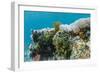 Underwater Reef System on Pink Sand Beach, Komodo National Park, Komodo Island, Indonesia-Michael Nolan-Framed Photographic Print