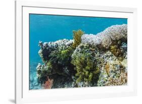 Underwater Reef System on Pink Sand Beach, Komodo National Park, Komodo Island, Indonesia-Michael Nolan-Framed Photographic Print