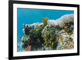 Underwater Reef System on Pink Sand Beach, Komodo National Park, Komodo Island, Indonesia-Michael Nolan-Framed Photographic Print