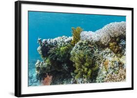 Underwater Reef System on Pink Sand Beach, Komodo National Park, Komodo Island, Indonesia-Michael Nolan-Framed Photographic Print