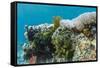 Underwater Reef System on Pink Sand Beach, Komodo National Park, Komodo Island, Indonesia-Michael Nolan-Framed Stretched Canvas