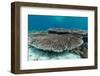 Underwater Reef System on Pink Sand Beach, Komodo National Park, Komodo Island, Indonesia-Michael Nolan-Framed Photographic Print