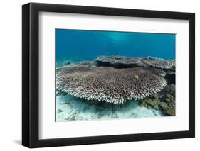 Underwater Reef System on Pink Sand Beach, Komodo National Park, Komodo Island, Indonesia-Michael Nolan-Framed Photographic Print