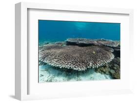 Underwater Reef System on Pink Sand Beach, Komodo National Park, Komodo Island, Indonesia-Michael Nolan-Framed Photographic Print