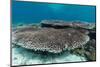 Underwater Reef System on Pink Sand Beach, Komodo National Park, Komodo Island, Indonesia-Michael Nolan-Mounted Photographic Print