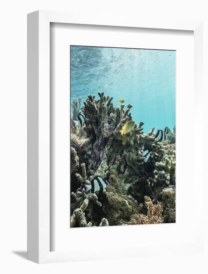 Underwater Reef System on Pink Sand Beach, Komodo National Park, Komodo Island, Indonesia-Michael Nolan-Framed Photographic Print