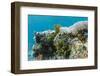 Underwater Reef System on Pink Sand Beach, Komodo National Park, Komodo Island, Indonesia-Michael Nolan-Framed Photographic Print