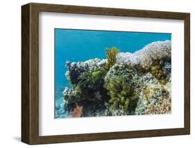 Underwater Reef System on Pink Sand Beach, Komodo National Park, Komodo Island, Indonesia-Michael Nolan-Framed Photographic Print