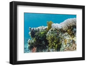 Underwater Reef System on Pink Sand Beach, Komodo National Park, Komodo Island, Indonesia-Michael Nolan-Framed Photographic Print