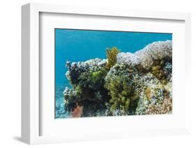 Underwater Reef System on Pink Sand Beach, Komodo National Park, Komodo Island, Indonesia-Michael Nolan-Framed Photographic Print