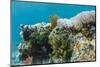 Underwater Reef System on Pink Sand Beach, Komodo National Park, Komodo Island, Indonesia-Michael Nolan-Mounted Photographic Print