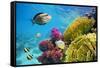 Underwater Scene with Coral Reef and Fish Photographed in Shallow Water, Red Sea, Marsa Alam, Egypt-John_Walker-Framed Stretched Canvas