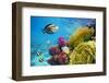 Underwater Scene with Coral Reef and Fish Photographed in Shallow Water, Red Sea, Marsa Alam, Egypt-John_Walker-Framed Photographic Print