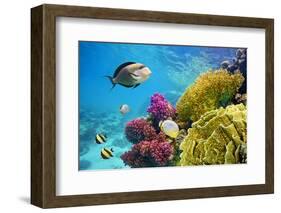 Underwater Scene with Coral Reef and Fish Photographed in Shallow Water, Red Sea, Marsa Alam, Egypt-John_Walker-Framed Photographic Print