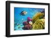 Underwater Scene with Coral Reef and Fish Photographed in Shallow Water, Red Sea, Marsa Alam, Egypt-John_Walker-Framed Photographic Print