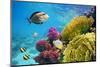 Underwater Scene with Coral Reef and Fish Photographed in Shallow Water, Red Sea, Marsa Alam, Egypt-John_Walker-Mounted Photographic Print