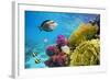 Underwater Scene with Coral Reef and Fish Photographed in Shallow Water, Red Sea, Marsa Alam, Egypt-John_Walker-Framed Photographic Print