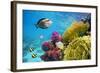 Underwater Scene with Coral Reef and Fish Photographed in Shallow Water, Red Sea, Marsa Alam, Egypt-John_Walker-Framed Photographic Print