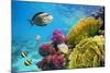 Underwater Scene with Coral Reef and Fish Photographed in Shallow Water, Red Sea, Marsa Alam, Egypt-John_Walker-Mounted Photographic Print