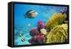 Underwater Scene with Coral Reef and Fish Photographed in Shallow Water, Red Sea, Marsa Alam, Egypt-John_Walker-Framed Stretched Canvas