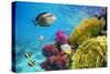 Underwater Scene with Coral Reef and Fish Photographed in Shallow Water, Red Sea, Marsa Alam, Egypt-John_Walker-Stretched Canvas