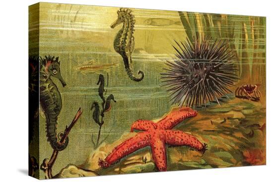 Stretched Canvas Print, , large
