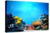 Underwater Scene-Michal Bednarek-Stretched Canvas