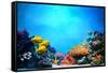 Underwater Scene-Michal Bednarek-Framed Stretched Canvas