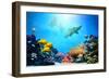 Underwater Scene-Michal Bednarek-Framed Photographic Print