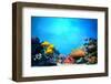 Underwater Scene-Michal Bednarek-Framed Photographic Print