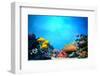 Underwater Scene-Michal Bednarek-Framed Photographic Print